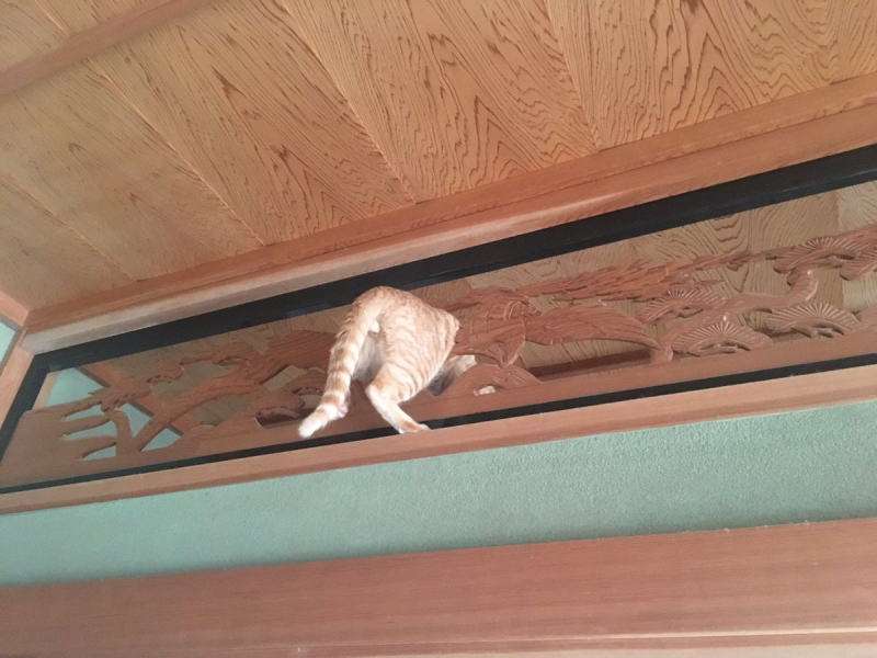 こんなところに猫が!って画像を貼っていくトピ