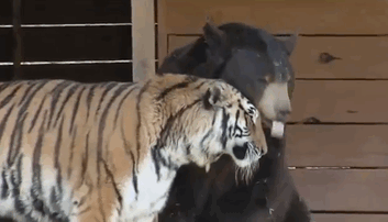 動物同士が会話してるように見える画像