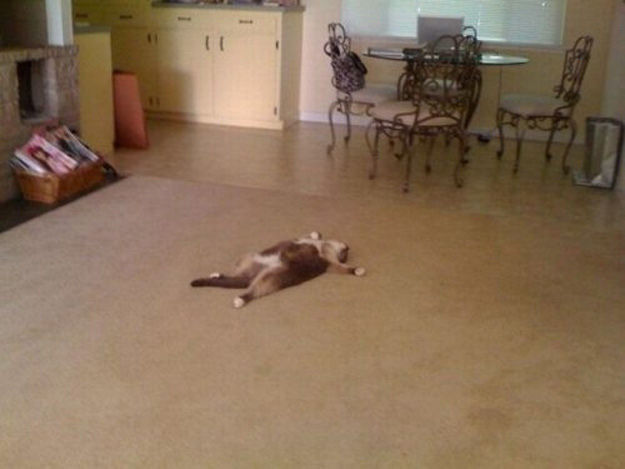 どこでも寝られる選手権