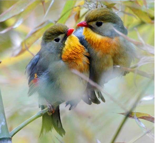 鳥の画像を貼っていくトピ