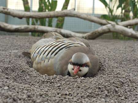 鳥の画像を貼っていくトピ
