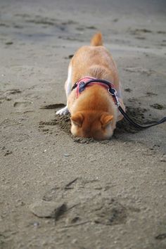 楽しそうな犬の画像トピ