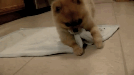 楽しそうな犬の画像トピ