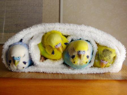 鳥の画像を貼っていくトピ