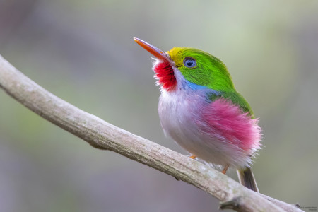 鳥の画像を貼っていくトピ