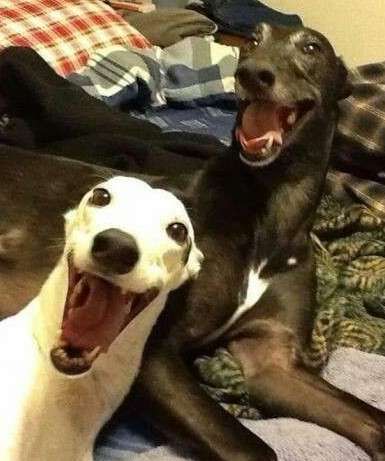 楽しそうな犬の画像トピ