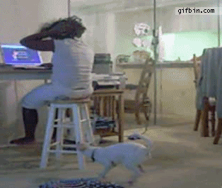 楽しそうな犬の画像トピ