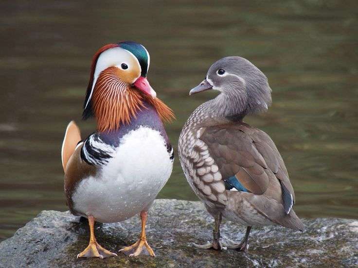 鳥の画像を貼っていくトピ