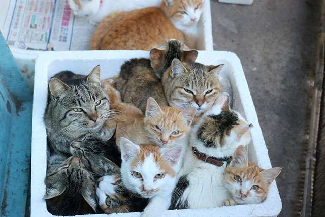 ガルちゃん猫カフェ21号店 開店しました♪ (初めての方も大歓迎!)