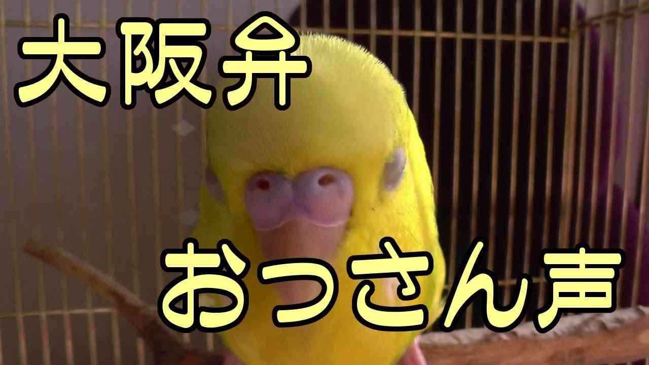 【インコが飼いたくなる動画】声低くて大阪弁しゃべるインコ（suzu編） - YouTube