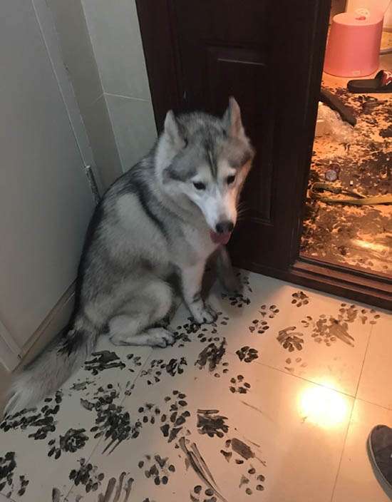 【犬・猫】ペットがいたずらしちゃった画像が見たい【動物・かわいい】