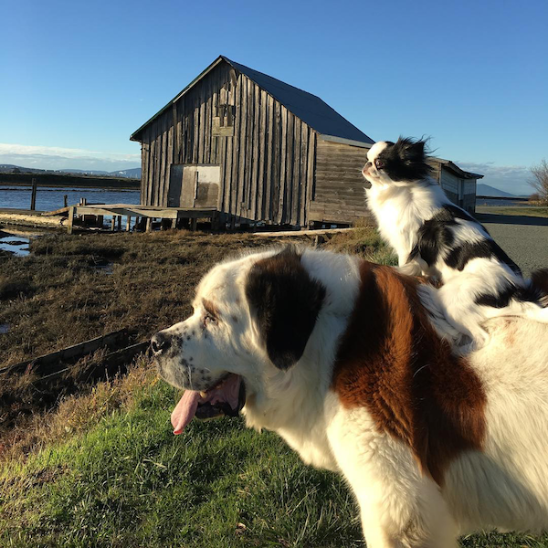 楽しそうな犬の画像トピ