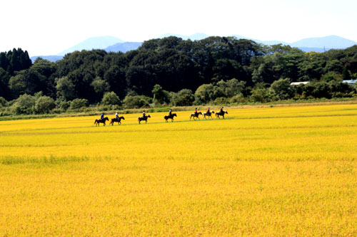 田んぼ、棚田の風景を見るのが好きな方