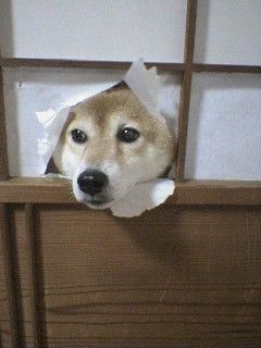 【犬・猫】ペットがいたずらしちゃった画像が見たい【動物・かわいい】