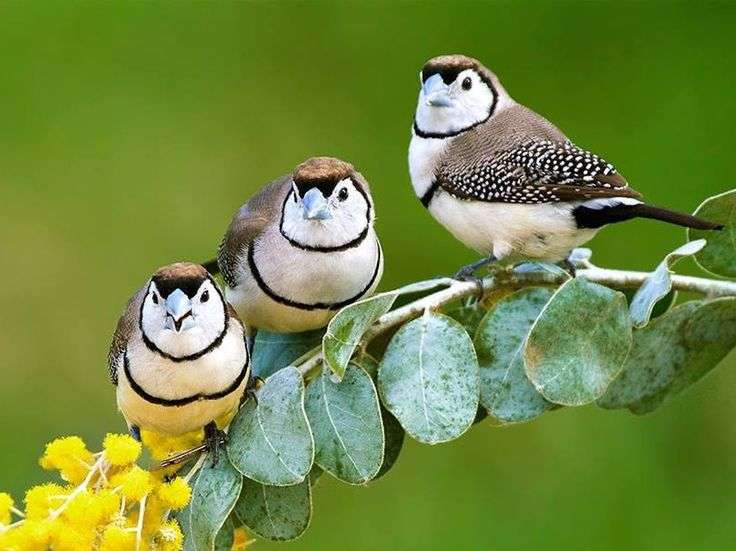 鳥の画像を貼っていくトピ