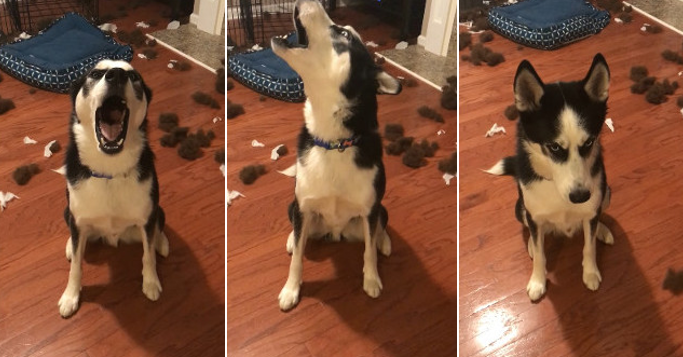 イタズラした事を怒られた犬が「僕はやってないもん」と言い訳！？お喋りさん過ぎるハスキーが可愛い過ぎ♡｜＠Heaaart - アットハート