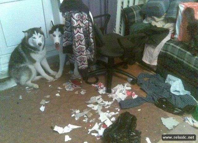 【犬・猫】ペットがいたずらしちゃった画像が見たい【動物・かわいい】