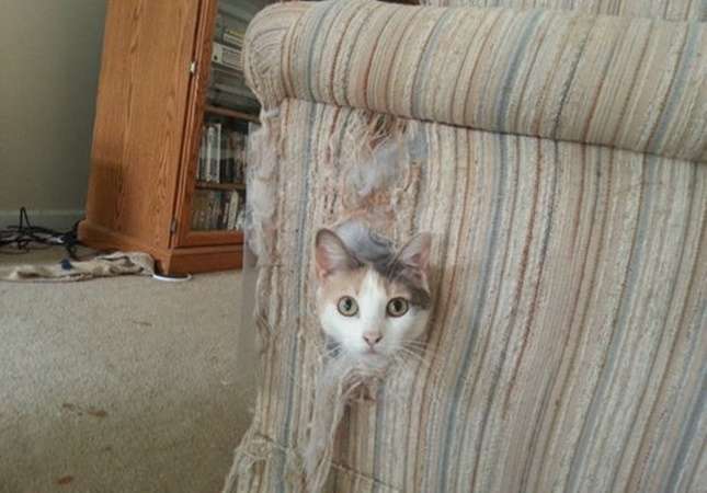 【犬・猫】ペットがいたずらしちゃった画像が見たい【動物・かわいい】