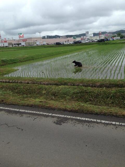 田んぼ、棚田の風景を見るのが好きな方
