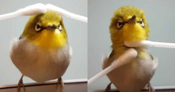 鳥の画像を貼っていくトピ