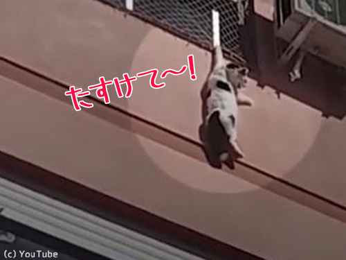ガルちゃん猫カフェ21号店 開店しました♪ (初めての方も大歓迎!)