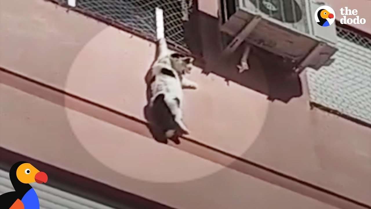 Cat Dangling From Building Rescued By Hero | The Dodo - YouTube