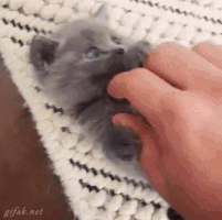 癒されるGIFを貼るトピ☆彡.。