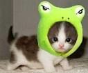 【観覧注意】芸能人のペットの飼い方酷すぎだろｗｗ【猫に生まれたらしょこたんに飼われたい】 - NAVER まとめ