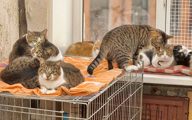 関西最大級の猫祭り開催！保護猫を助けて殺処分ゼロを目指す  –  grape [グレイプ]