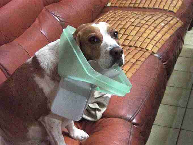 【犬・猫】ペットがいたずらしちゃった画像が見たい【動物・かわいい】