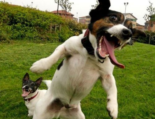 楽しそうな犬の画像トピ