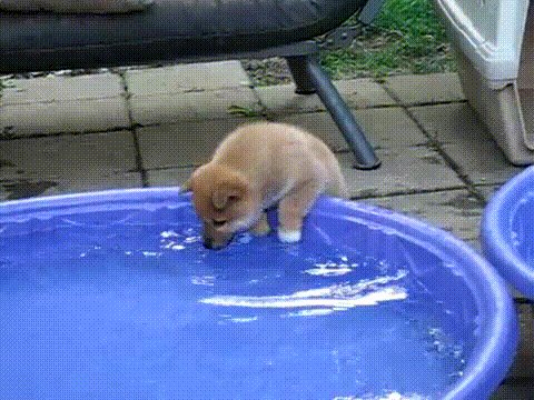 楽しそうな犬の画像トピ