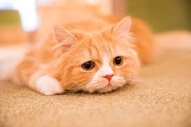 猫が可愛い過ぎて困っちゃう