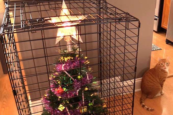 ペットにイタズラされないためのクリスマスツリーの飾り場所が斬新すぎると話題に | Petfun | 動物やペットに関する情報サイト