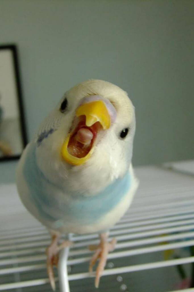 鳥の画像を貼っていくトピ