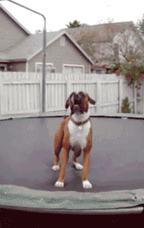 楽しそうな犬の画像トピ