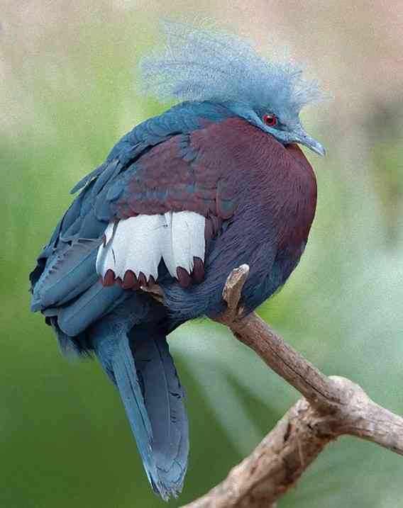 鳥の画像を貼っていくトピ