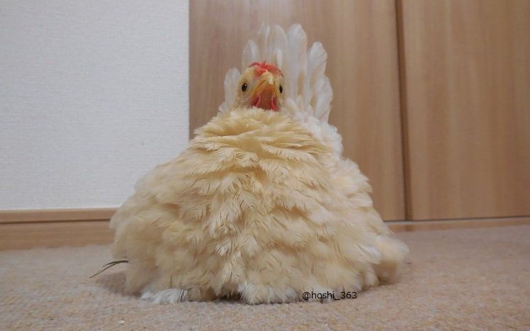 鳥の画像を貼っていくトピ