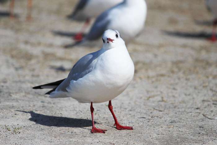鳥の画像を貼っていくトピ