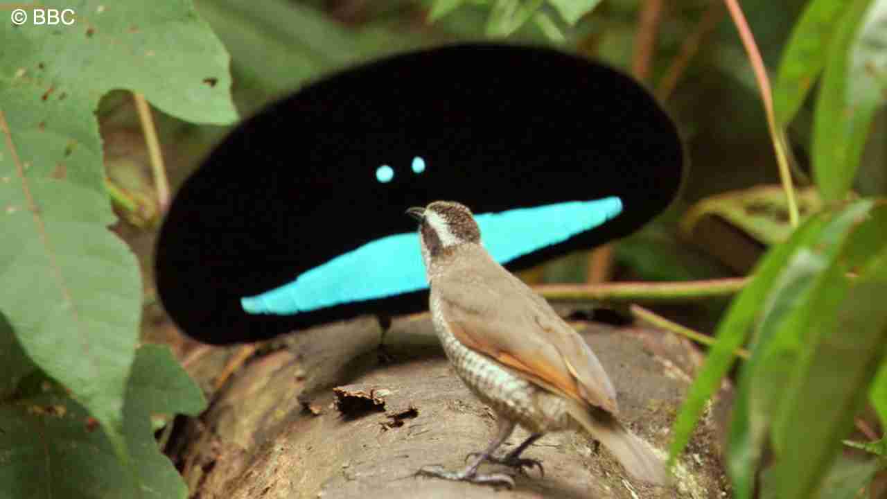 鳥の画像を貼っていくトピ