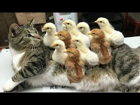 ガルちゃん民はこれに興味ある？ない？