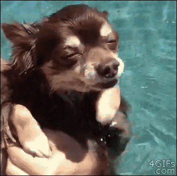 楽しそうな犬の画像トピ