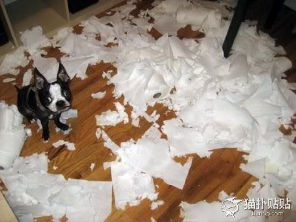 【犬・猫】ペットがいたずらしちゃった画像が見たい【動物・かわいい】