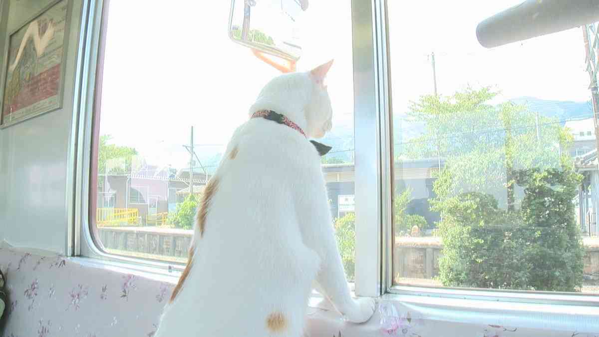 ガルちゃん猫カフェ21号店 開店しました♪ (初めての方も大歓迎!)