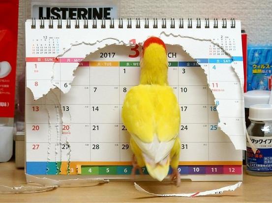 【犬・猫】ペットがいたずらしちゃった画像が見たい【動物・かわいい】