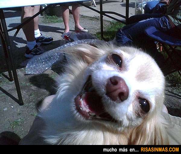 楽しそうな犬の画像トピ