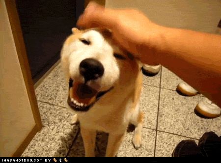 楽しそうな犬の画像トピ