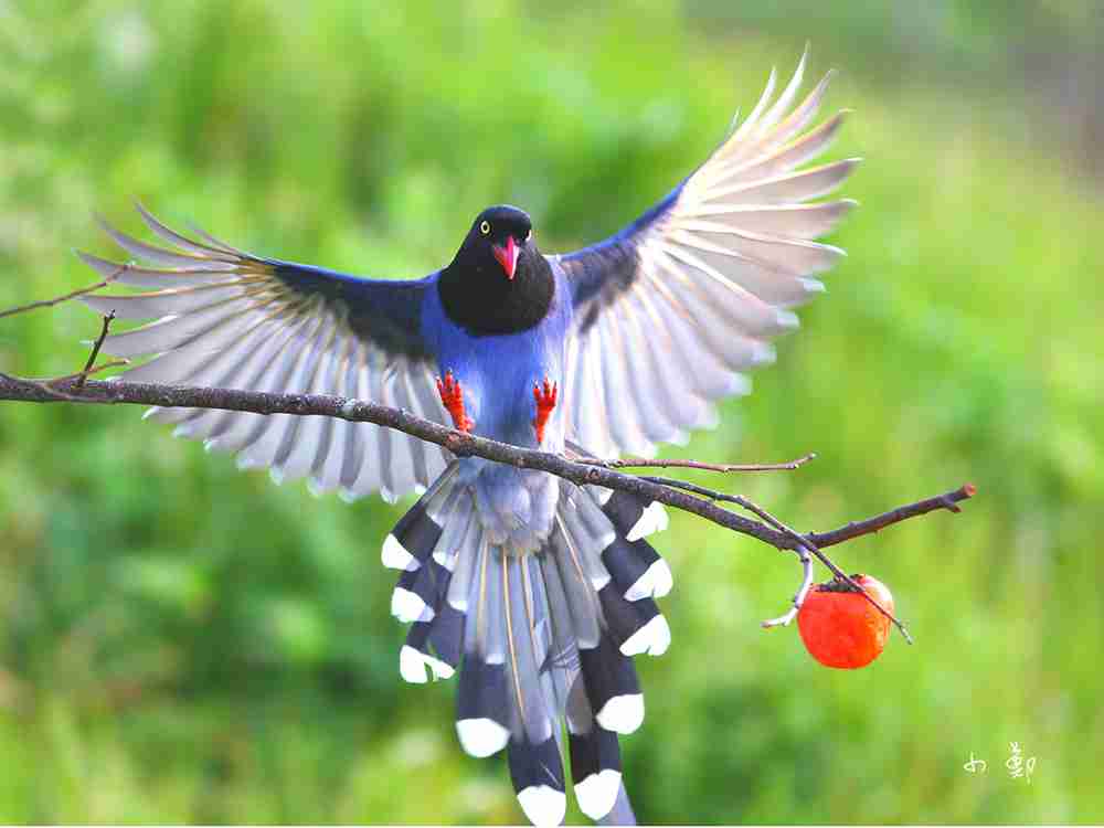鳥の画像を貼っていくトピ