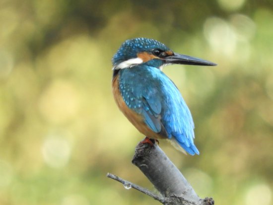 鳥の画像を貼っていくトピ