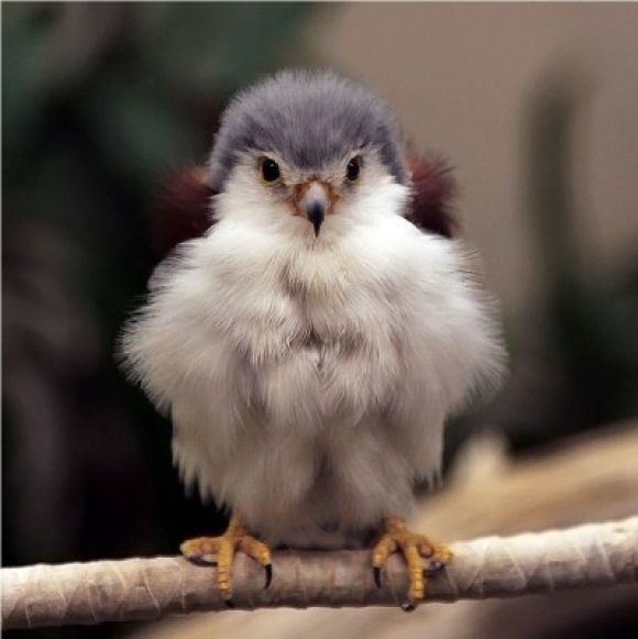 鳥の画像を貼っていくトピ